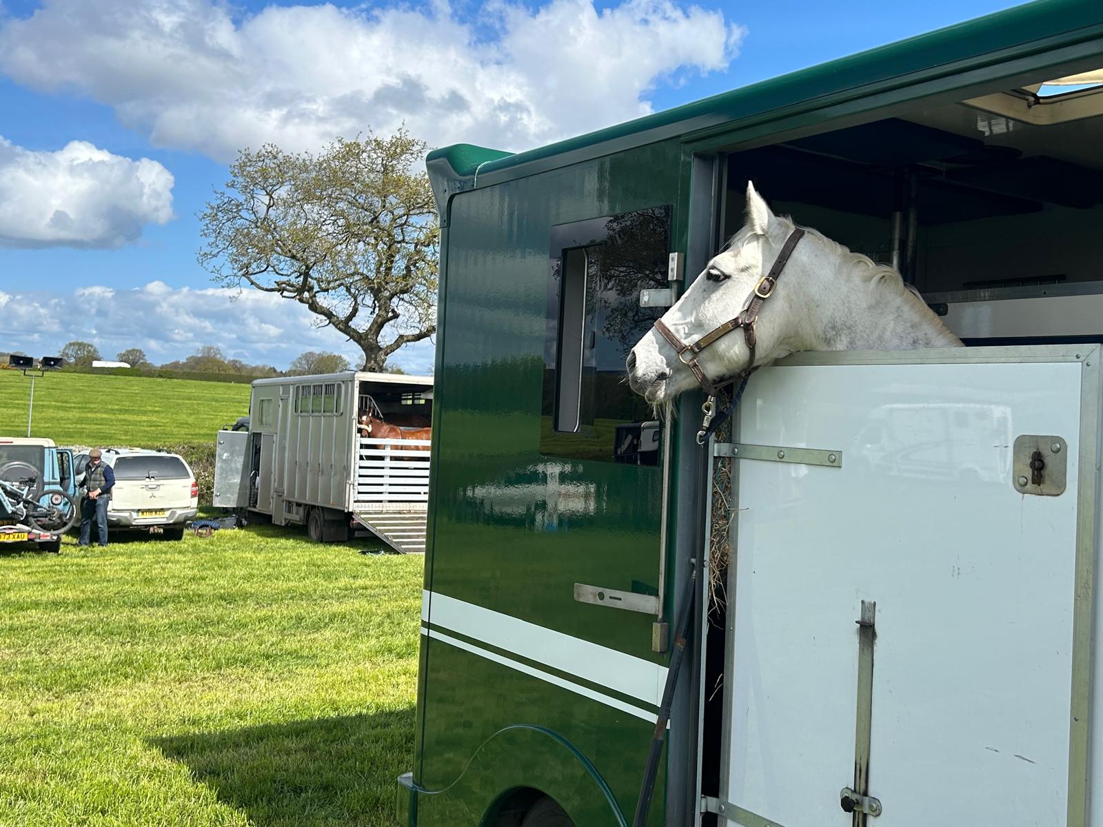 A horse travelling safely on board